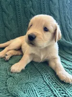 River, a male Golden Retriever for sale in Haysville, KS – 4 of 4