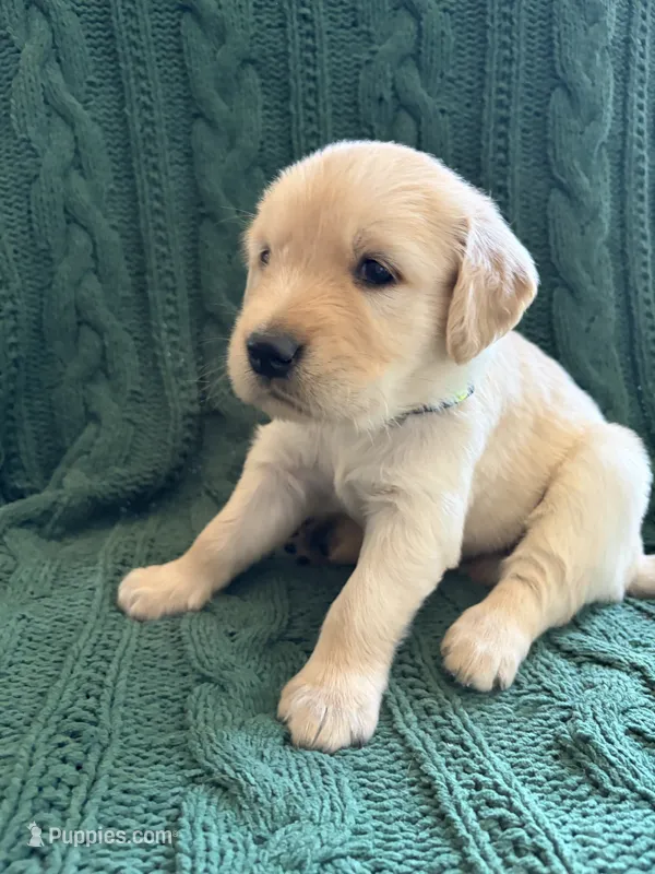Lucky – Golden Retriever puppy for sale in Haysville, KS
