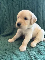 Lucky, a male Golden Retriever for sale in Haysville, KS – 1 of 5