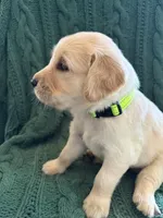 Lucky, a male Golden Retriever for sale in Haysville, KS – 2 of 5