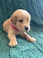Teddy, a male Golden Retriever for sale in Haysville, KS – 3 of 6