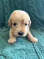 Teddy, a male Golden Retriever for sale in Haysville, KS – 2 of 6