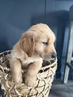 Gus, a male Golden Retriever for sale in Haysville, KS – Photo 2 of 3