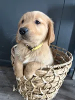 Gus, a male Golden Retriever for sale in Haysville, KS – Photo 3 of 3