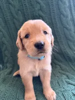 Bella, a female Golden Retriever for sale in Pratt, KS – 2 of 6