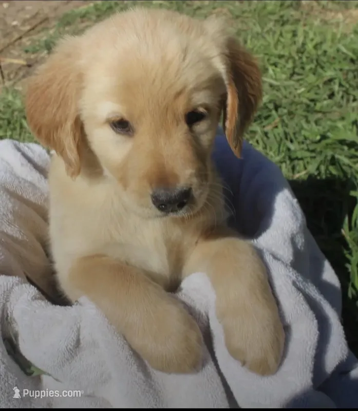 Female 1 – Golden Retriever puppy for sale in Haysville, KS