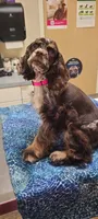 Chocolate Merle Female , a female Cocker Spaniel for sale in Snohomish, WA – 5 of 7