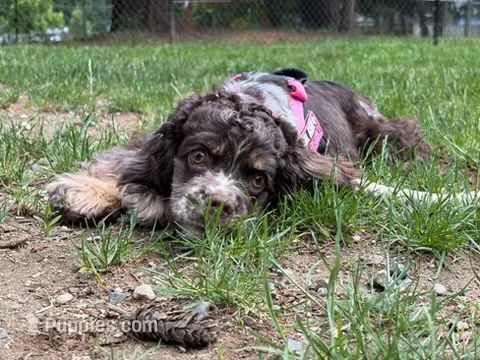 Chocolate Merle Female  – Cocker Spaniel puppy for sale in Snohomish, WA
