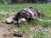 Chocolate Merle Female , a female Cocker Spaniel for sale in Snohomish, WA – 1 of 7