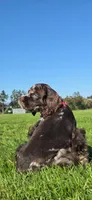 Chocolate Merle Female , a female Cocker Spaniel for sale in Snohomish, WA – 4 of 7