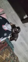 Chocolate Merle Female , a female Cocker Spaniel for sale in Snohomish, WA – 7 of 7