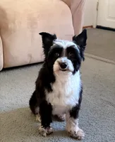 Little Leah - Fully Trained , a female Yorkipoo and Toy Australian Shepherd for sale in Snohomish, WA – 5 of 5