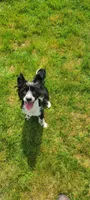 Little Leah, a female Yorkipoo and Toy Australian Shepherd for sale in Snohomish, WA – 7 of 8