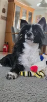 Little Leah, a female Yorkipoo and Toy Australian Shepherd for sale in Snohomish, WA – 2 of 8