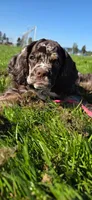 Chocolate Merle Female , a female Cocker Spaniel for sale in Snohomish, WA – 3 of 7
