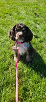 Chocolate Merle Female , a female Cocker Spaniel for sale in Snohomish, WA – 6 of 7