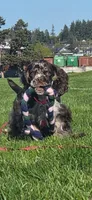 Chocolate Merle Female , a female Cocker Spaniel for sale in Snohomish, WA – 2 of 7