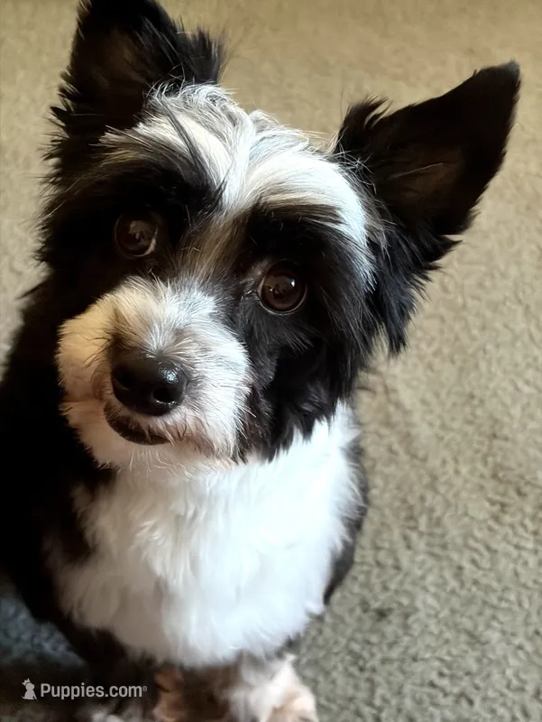 Little Leah - Fully Trained  – Yorkipoo, Toy Australian Shepherd puppy for sale in Snohomish, WA
