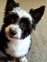 Little Leah - Fully Trained , a female Yorkipoo and Toy Australian Shepherd for sale in Snohomish, WA – 1 of 5