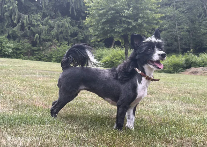 Little Leah – Yorkipoo, Toy Australian Shepherd puppy for sale in Snohomish, WA