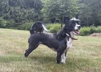 Little Leah, a female Yorkipoo and Toy Australian Shepherd for sale in Snohomish, WA – 1 of 8