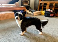 Little Leah - Fully Trained , a female Yorkipoo and Toy Australian Shepherd for sale in Snohomish, WA – 4 of 5
