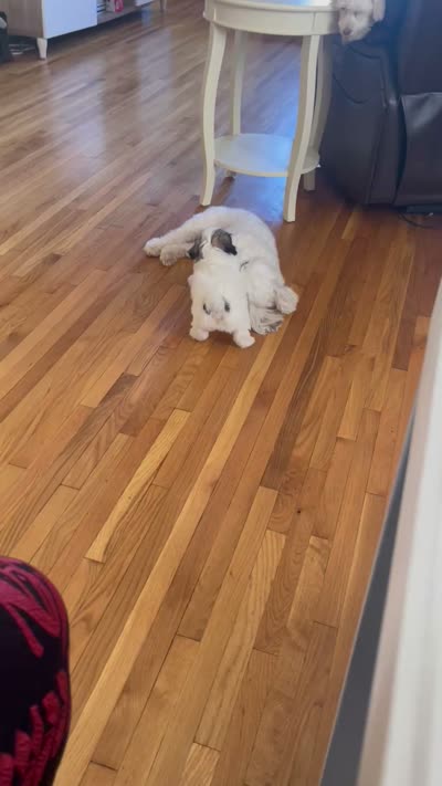 Princess, a female Maltipoo for sale in Newark, NJ – 9 of 9