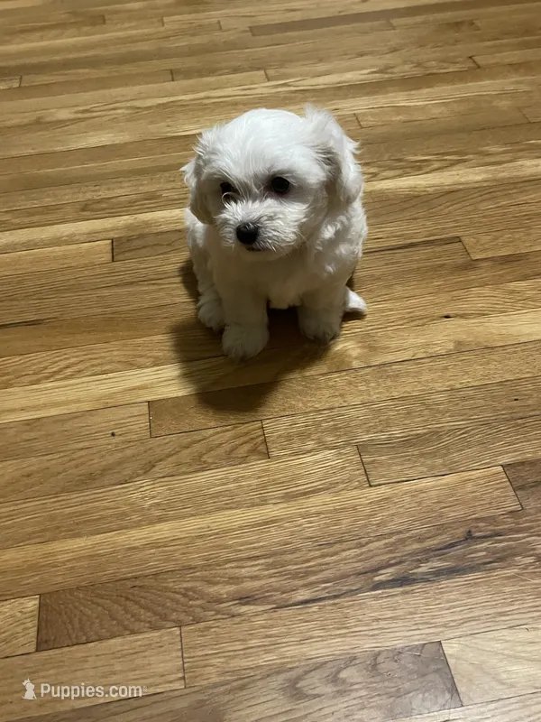 Whitey  – Maltipoo puppy for sale in Newark, NJ