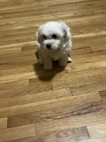 Whitey , a female Maltipoo for sale in Newark, NJ – 1 of 8