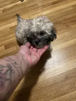 Bee, a male Maltipoo for sale in Newark, NJ – 2 of 10
