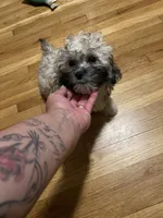 Bee, a male Maltipoo for sale in Newark, NJ – 4 of 10