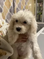 Whitey , a female Maltipoo for sale in Newark, NJ – 7 of 8