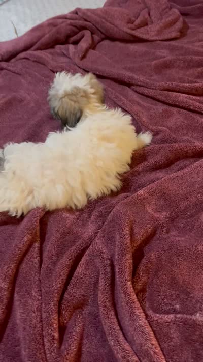 Princess, a female Maltipoo for sale in Newark, NJ – 8 of 9