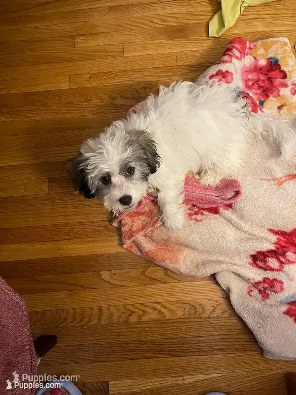 Princess – Maltipoo puppy for sale in Newark, NJ