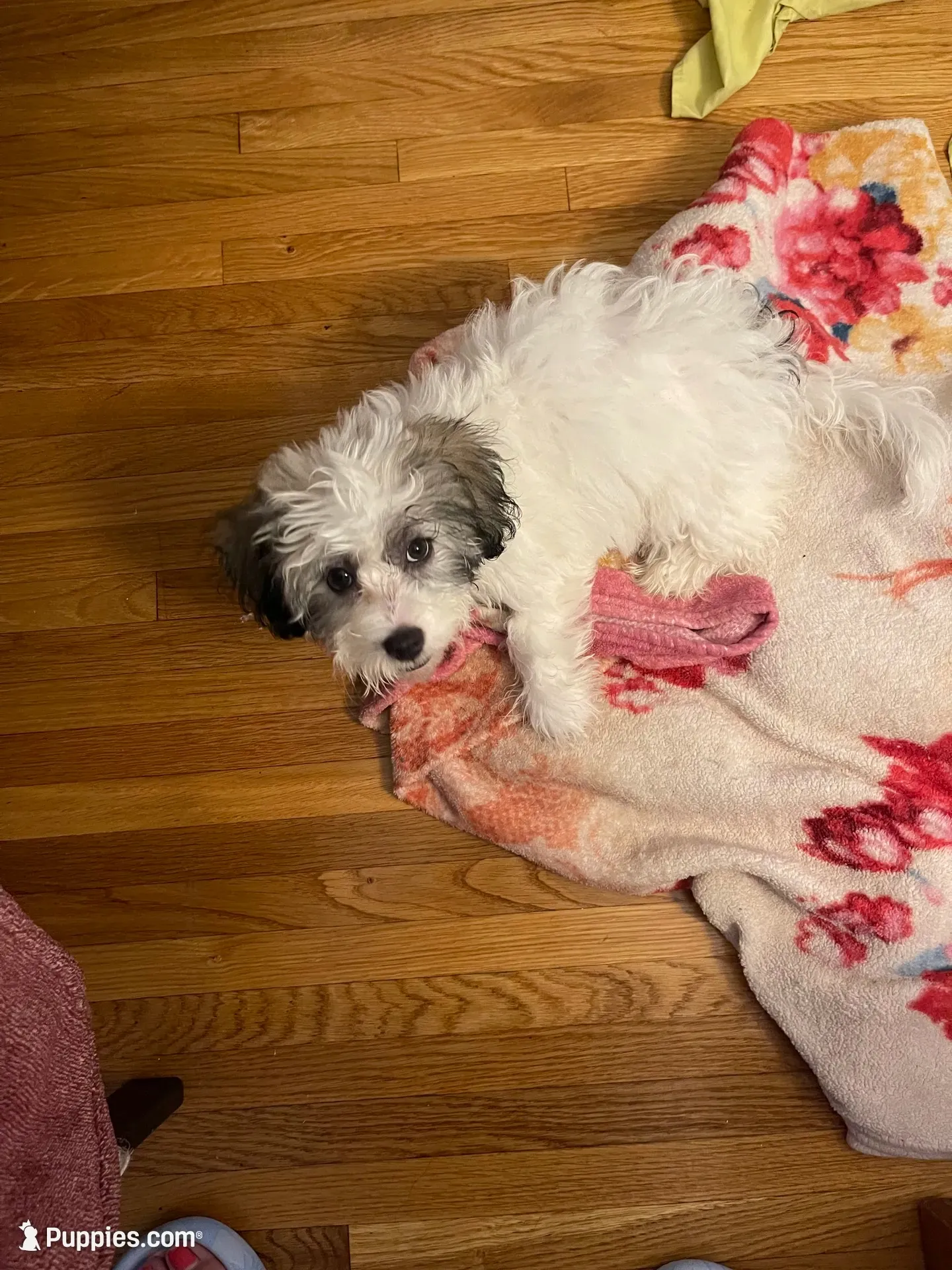Princess, a female Maltipoo for sale in Newark, NJ – 1 of 9