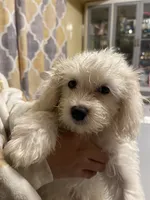Whitey , a female Maltipoo for sale in Newark, NJ – 8 of 8