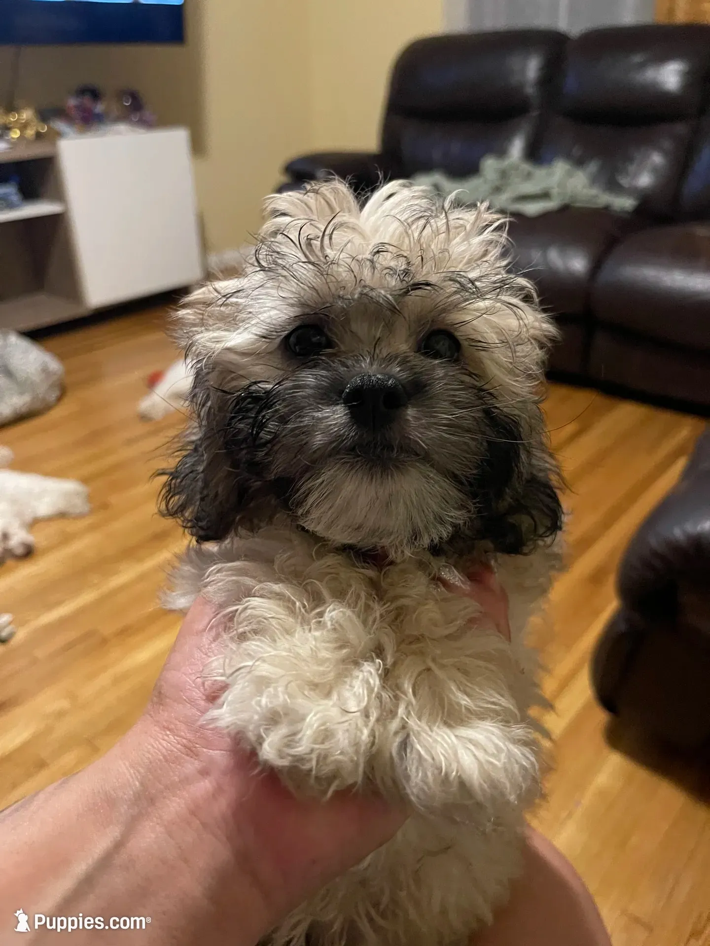 Bee, a male Maltipoo for sale in Newark, NJ – 1 of 10