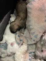 Whitey , a female Maltipoo for sale in Newark, NJ – 3 of 8