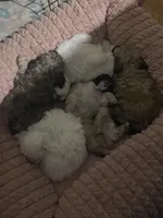 Bee, a male Maltipoo for sale in Newark, NJ – 3 of 10