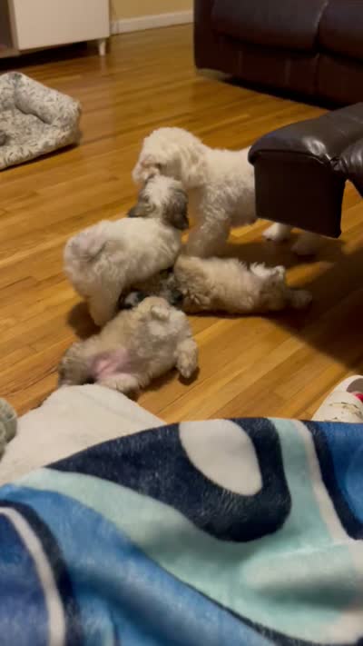 Bee, a male Maltipoo for sale in Newark, NJ – 10 of 10