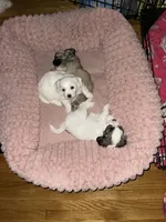 Whitey , a female Maltipoo for sale in Newark, NJ – 6 of 8