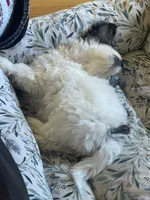 Princess, a female Maltipoo for sale in Newark, NJ – 4 of 9
