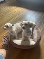 Bee, a male Maltipoo for sale in Newark, NJ – 9 of 10