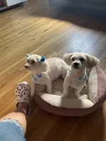 Pepper , a male Maltipoo for sale in Newark, NJ – 3 of 5