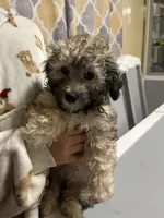 Pepper , a male Maltipoo for sale in Newark, NJ – 4 of 5