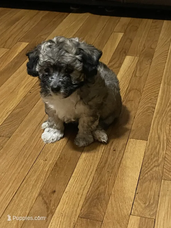 Pepper  – Maltipoo puppy for sale in Newark, NJ