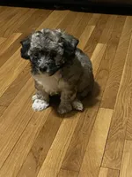 Pepper , a male Maltipoo for sale in Newark, NJ – 1 of 5