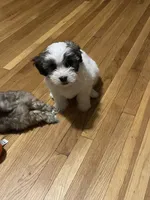 Princess, a female Maltipoo for sale in Newark, NJ – 2 of 9