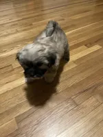 Bee, a male Maltipoo for sale in Newark, NJ – 6 of 10