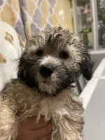 Pepper , a male Maltipoo for sale in Newark, NJ – 5 of 5